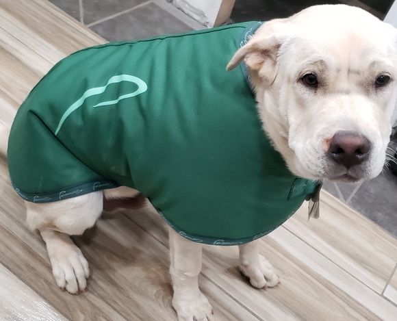 NWT XXL Green Pessoa Dog Coat Jacket - Picture 8 of 9